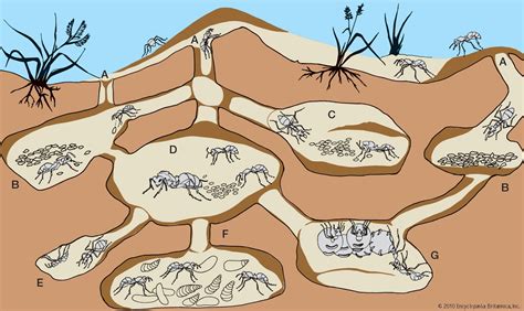 how do ants know where food is the complex communication system within ant colonies