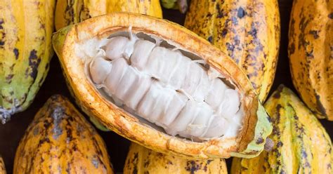 what does cacao fruit taste like? it's also known as the 'food of the gods', but what exactly does it taste like?