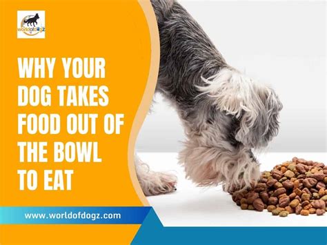 why do dogs take food out of bowl to eat, and do they prefer dining with a view?